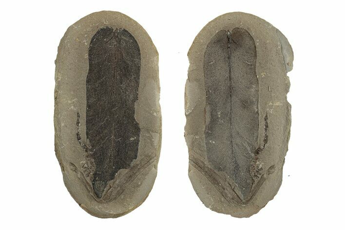 Macroneuropteris Fern Fossil Pos/Neg - Mazon Creek #270193